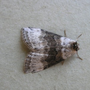 Satin Lutestring (Tetheella fluctuosa)