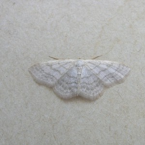 Satin Wave (Idaea subsericeata)