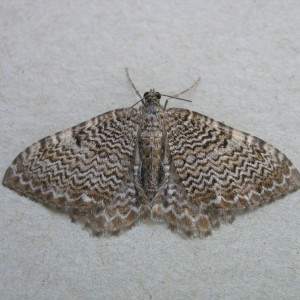 Scallop Shell (Hydria undulata)