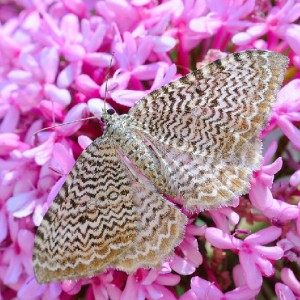 Scallop Shell (Hydria undulata)