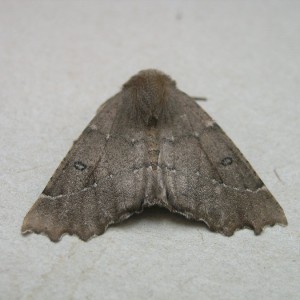 Scalloped Hazel (Odontopera bidentata)