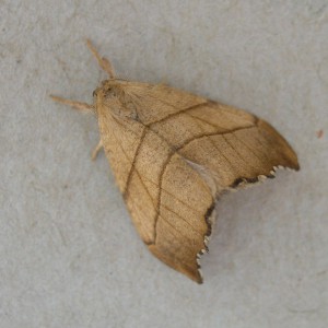 Scalloped Hook-tip (Falcaria lacertinaria)