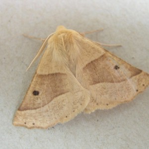 Scalloped Oak (Crocallis elinguaria)