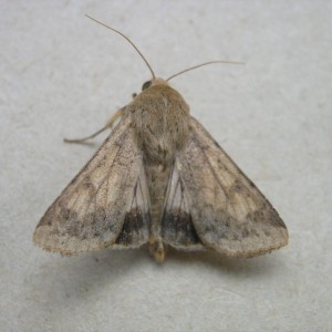 Scarce Bordered Straw (Helicoverpa armigera)