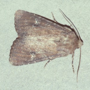 Scarce Brindle (Apamea lateritia)