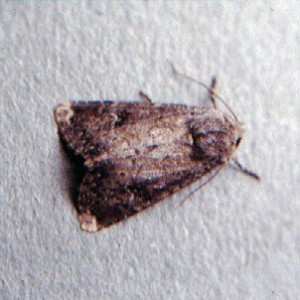 Scarce Brindle (Apamea lateritia)