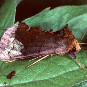 Scarce Burnished Brass (Diachrysia chryson)