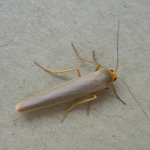 Scarce Footman (Eilema complana)