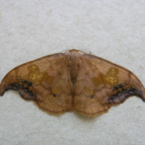 Scarce Hook-tip (Sabra harpagula)