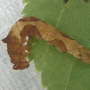 Scarce Hook-tip (Sabra harpagula)