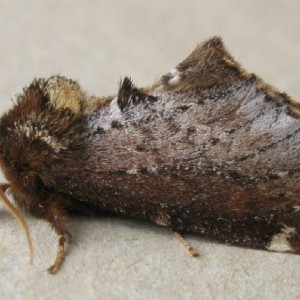 Scarce Prominent (Odontosia carmelita)