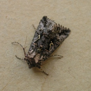 Scarce Silver Y (Syngrapha interrogationis)