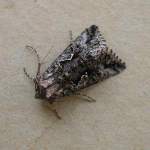 Scarce Silver Y (Syngrapha interrogationis)