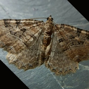 Scarce Tissue (Hydria cervinalis)