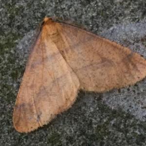 Scarce Umber (Agriopis aurantiaria)