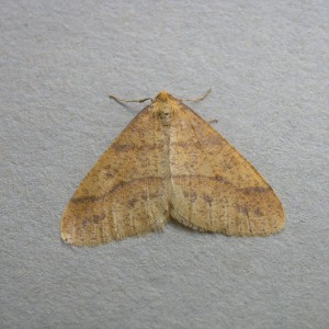 Scarce Umber (Agriopis aurantiaria)