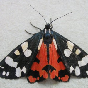 Scarlet Tiger (Callimorpha dominula)