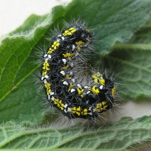 Scarlet Tiger (Callimorpha dominula)