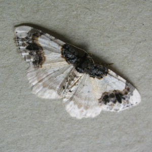 Scorched Carpet (Ligdia adustata)