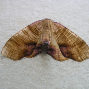 Scorched Wing (Plagodis dolabraria)