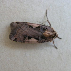 Setaceous Hebrew Character (Xestia c-nigrum)