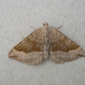 Shaded Broad-bar (Scotopteryx chenopodiata)