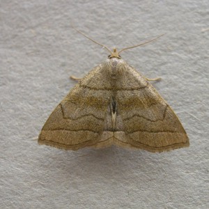 Shaded Fan-foot (Herminia tarsicrinalis)