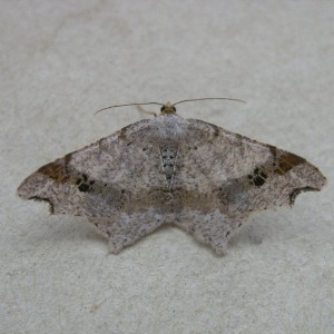 Sharp-angled Peacock (Macaria alternata)