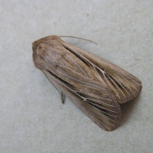 Shoulder-striped Wainscot (Leucania comma)