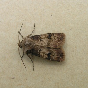 Shuttle-shaped Dart (Agrotis puta)