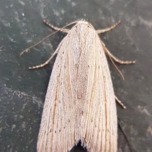 Silky Wainscot (Chilodes maritima)