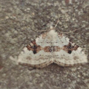 Silver-ground Carpet (Xanthorhoe montanata)