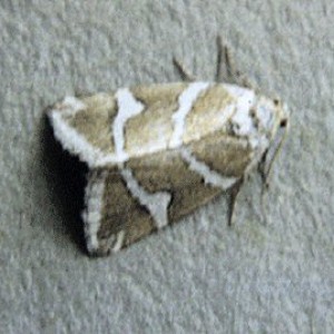 Silver Barred (Deltote bankiana)