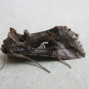 Silver Y (Autographa gamma)