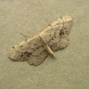 Single-dotted Wave (Idaea dimidiata)