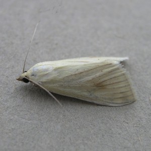 (Sitochroa palealis)