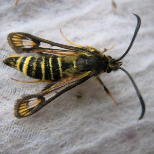 Six-belted Clearwing (Bembecia ichneumoniformis)