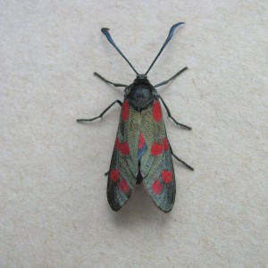 Six-Spot Burnet (Zygaena filipendulae)