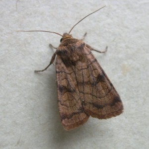 Six-striped Rustic (Xestia sexstrigata)