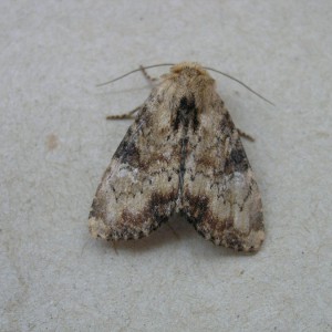 Slender Brindle (Apamea scolopacina)