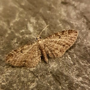 Slender Pug (Eupithecia tenuiata)