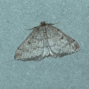 Sloe Carpet (Aleucis distinctata)