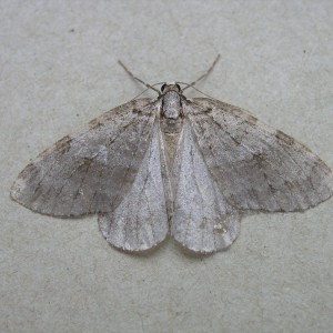 Small Autumnal Moth (Epirrita filigrammaria)