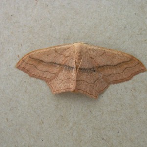 Small Blood-vein (Scopula imitaria)