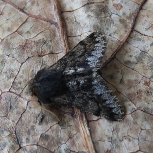 Small Brindled Beauty (Apocheima hispidaria)