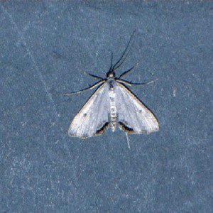 Small China-mark (Cataclysta lemnata)