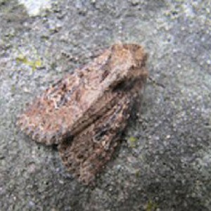 Small Clouded Brindle (Apamea unanimis)