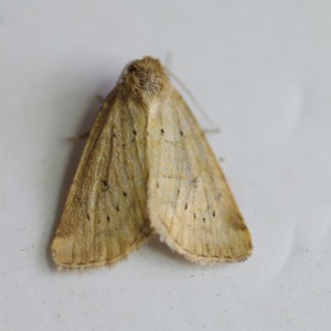 Small Dotted Buff (Photedes minima)