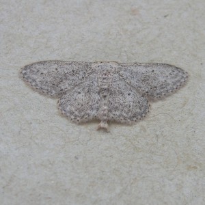 Small Dusty Wave (Idaea seriata)