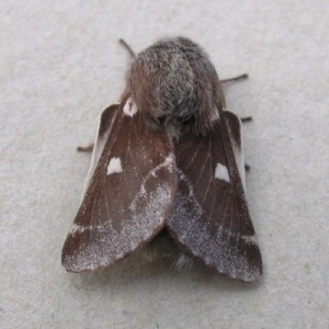 Small Eggar (Eriogaster lanestris)